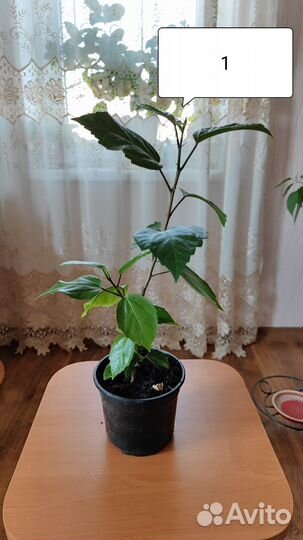 Гибискус Китайская роза Красный комнатный