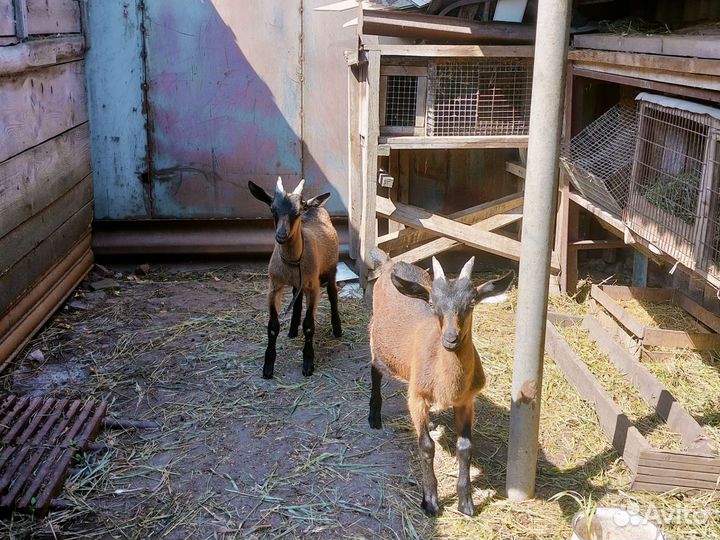 Коза с козлятами