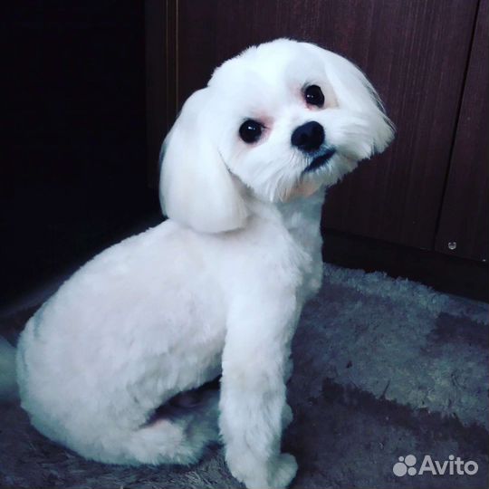 Мальтезе вязка