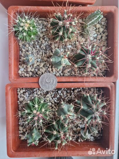 Кактусы и суккуленты