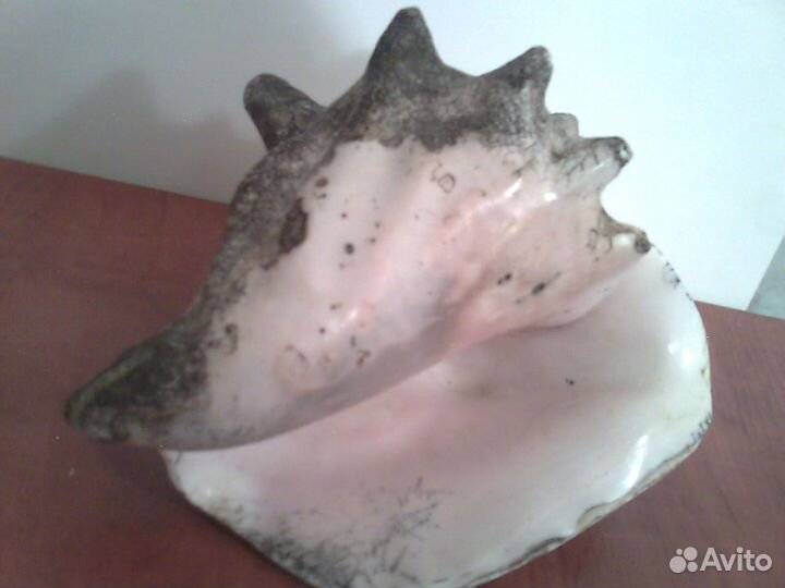 Ракушка Куба океаническая морская