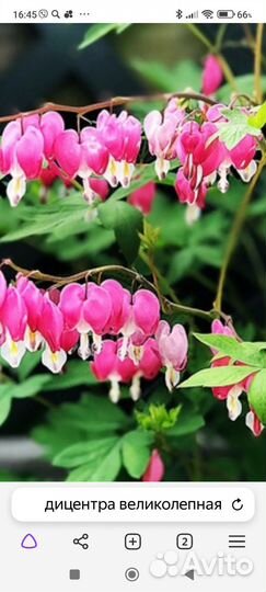 Дельфиниум новозеландский Дицентра