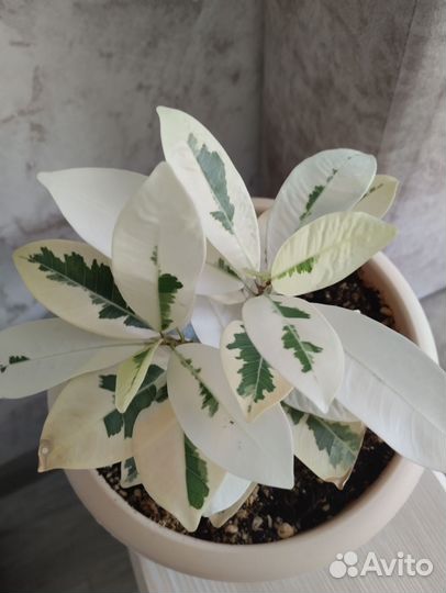 Фикус Альбомаргината