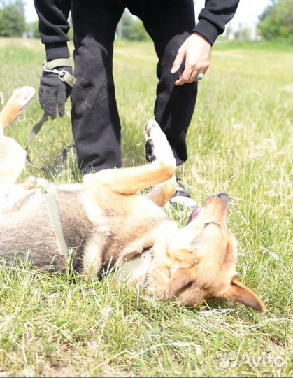Молодой добрый пес томится в приюте, ждет семью