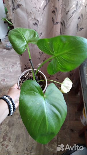 Комнатные цветы