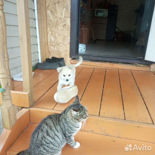 Собака в добрые руки