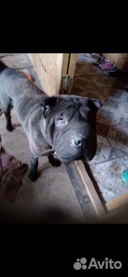 Шарпей бесплатно