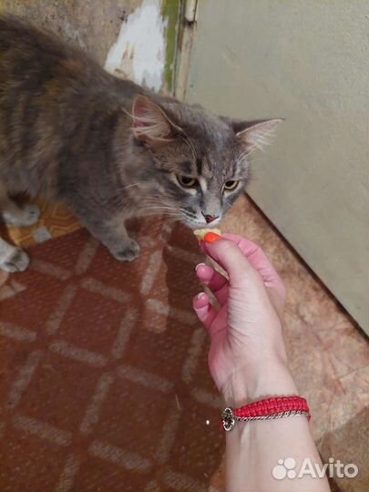 Кошка в дар бесплатно