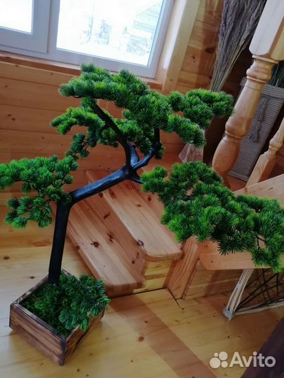 Бонсай сосна. Интерьерное дерево