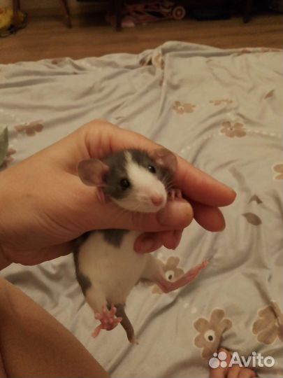 Крысы дамбо девочки