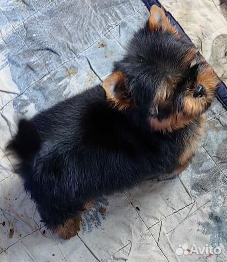 Йоркширский терьер мальчик