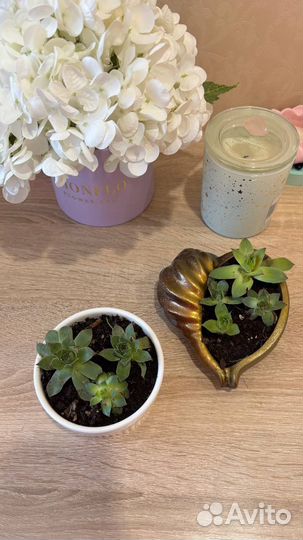 Суккуленты