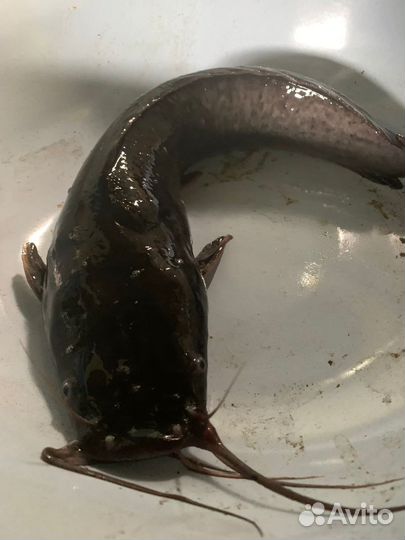 Рыба Сом клариевый оптом