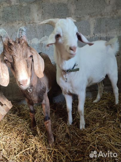 Англо нубийские козлики