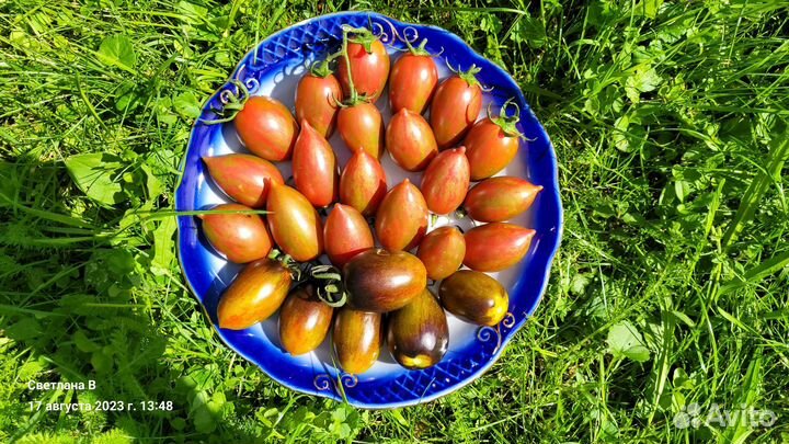 Набор из 5 коллекционных сортов томатов