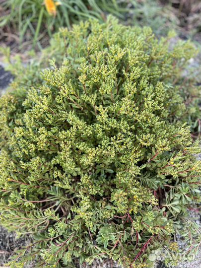 Камнеломка