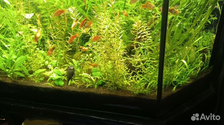 Аквариумные растения прополка
