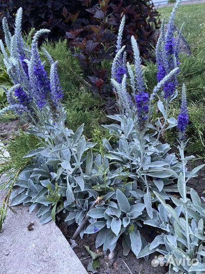 Вероника сизая