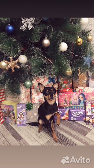 Собака, вязка Той - терьер