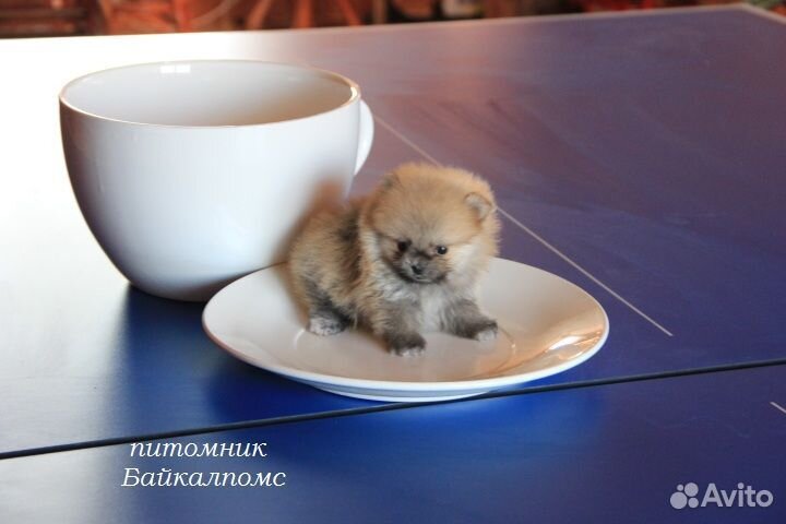 Мини шпицы. Иркутск