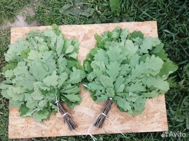 Дубовые веники для бани