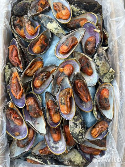 Мидия Грея на полустворке