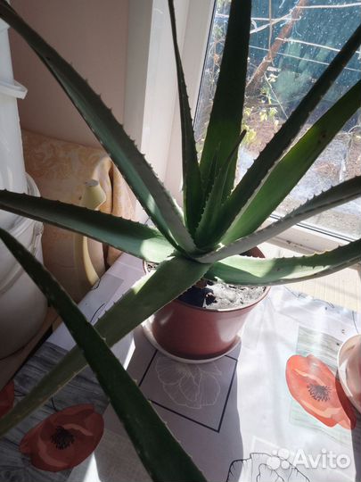 Алоэ лечебный