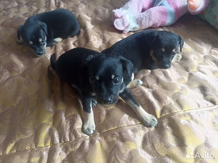 Собаки щенки