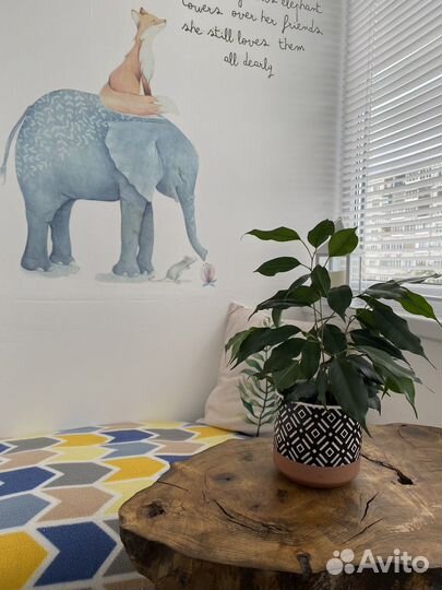 Фикус бенджамина