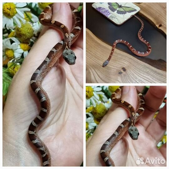 Змея маисовый полоз