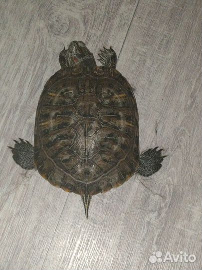 Отдам в добрые руки Черепаху
