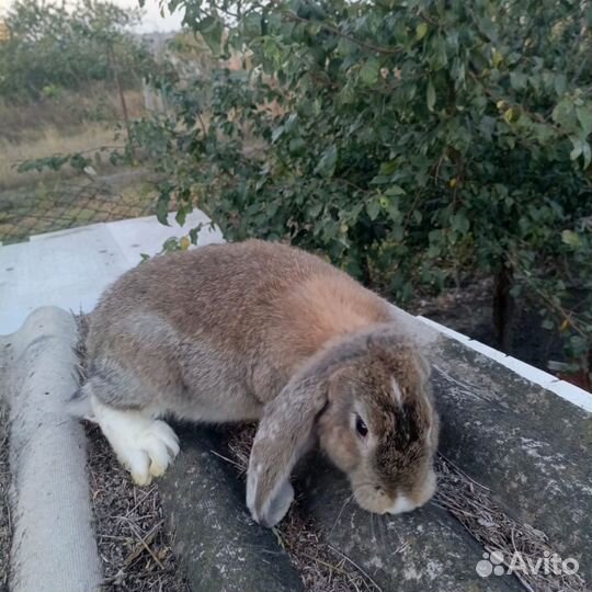 Кролик породы французский баран