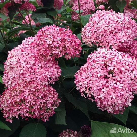 Гортензия Меджикал Дарк пинк