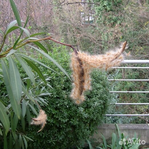 Олеандр, семена