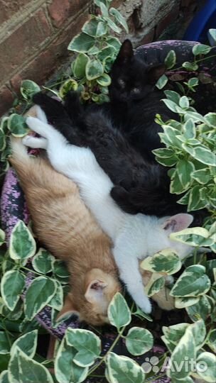 Пристраиваю котят