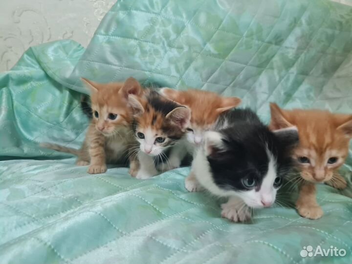 Котята