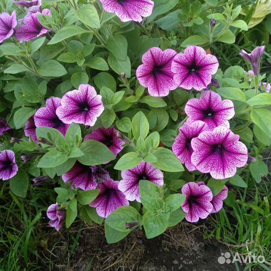 Петуньи Рассада