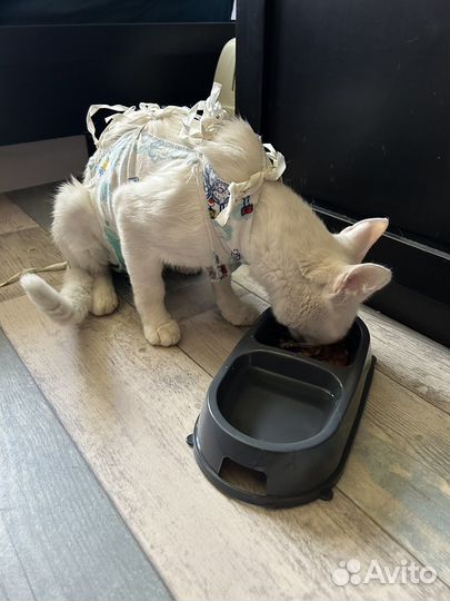 Белый крупный кот в добрые руки