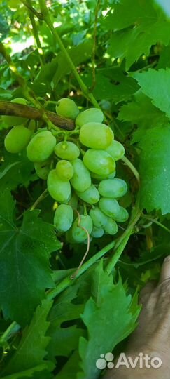 Виноград
