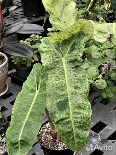 Филодендрон параисо верде