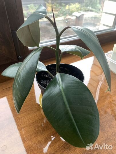 Фикус эластика Мелани