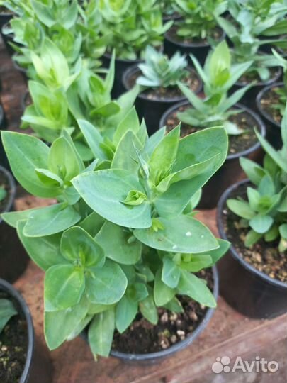 Рассада эустомы низкорослой и высокой