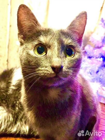 Трогательная и нежная Дужур