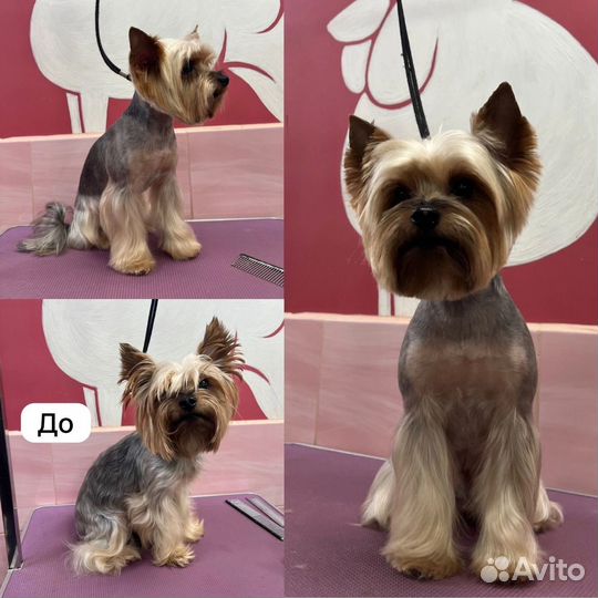 Груминг собак и кошек