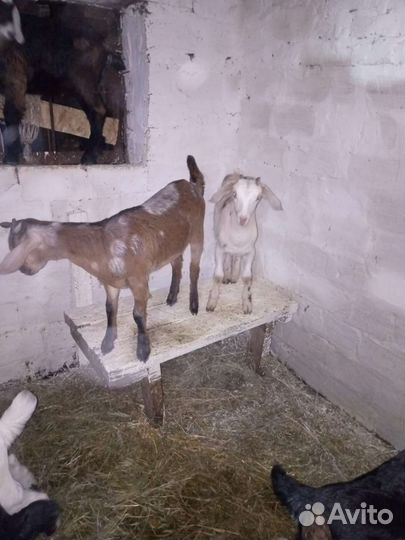 Нубийские козлята