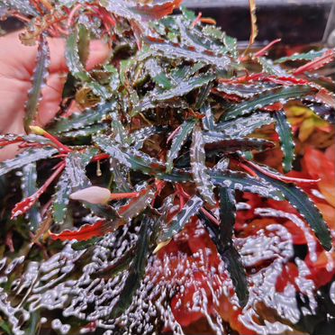 Буцефаландра вельвет