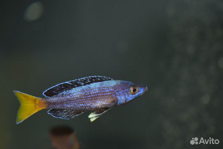 Африканские озёрные цихлиды