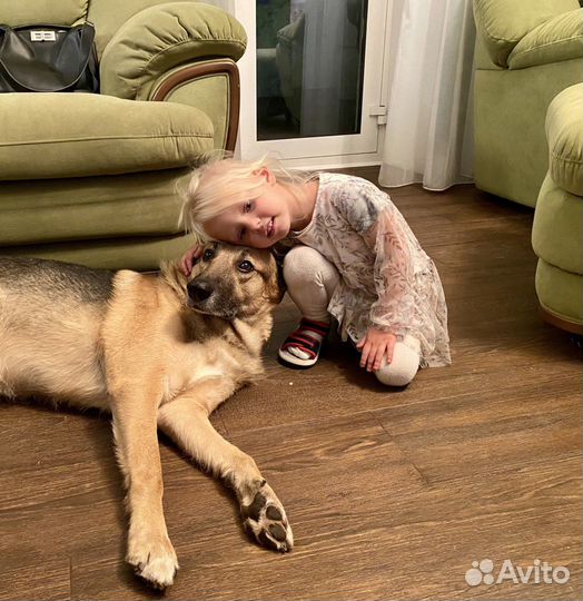 Щенки метисы бигля бесплатно