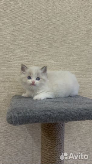 Котята регдолл