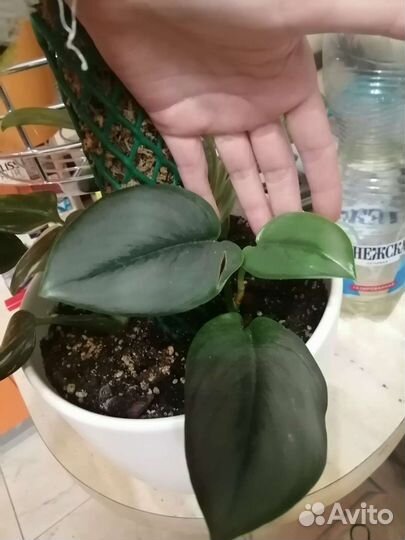 Филодендрон + Невеста, мунлайн